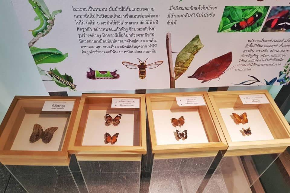 Bangkok-Butterfly-Garden-and-Insectarium-4