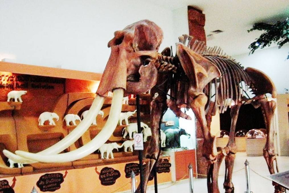 Elephant-Skeleton-Museum-2