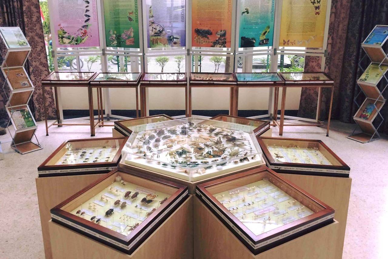 Insect-Museum-Thailand-2