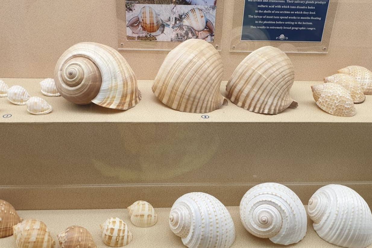 Phuket-Seashell-Museum-2