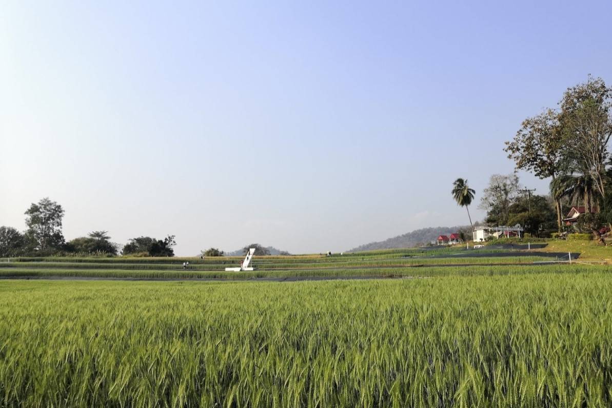 Barley-Field-Samoeng-Rice-Reserch-Center-1