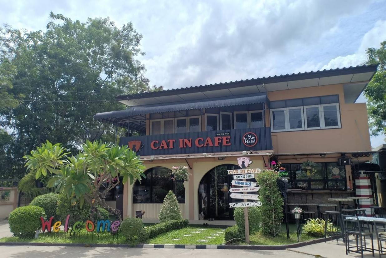 Cat-in-cafe-1