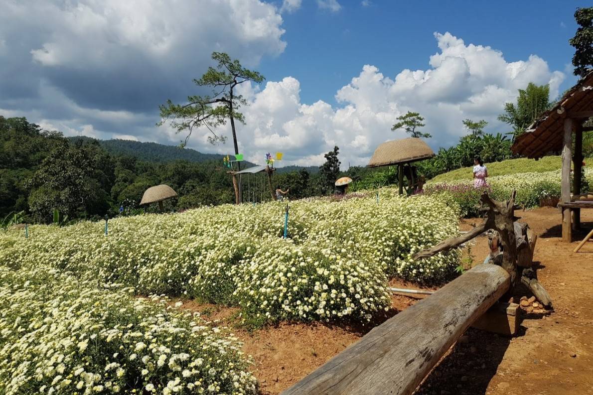 Chrysanthemum-Field-Wang-Than-Farm-2