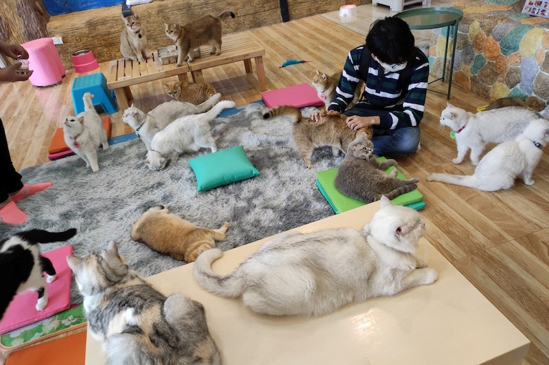 Play-with-cat-Cafe2