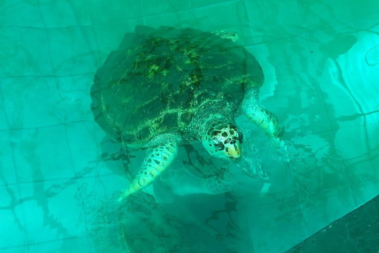 Sea Turtle Conservation Center RTN 3