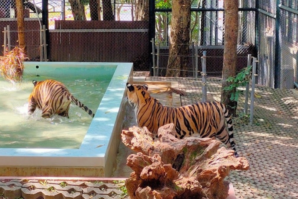 Tiger-Kingdom-Phuket-2