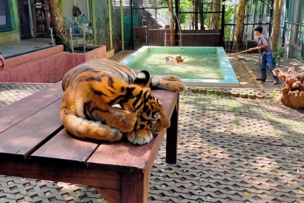 Tiger-Kingdom-Phuket-3