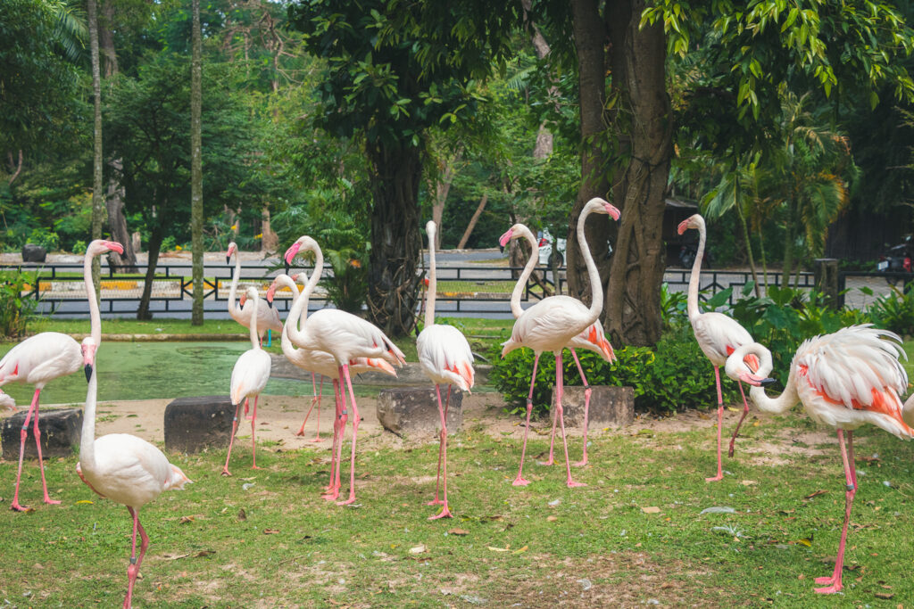 Khao-Kheow-Flamingo
