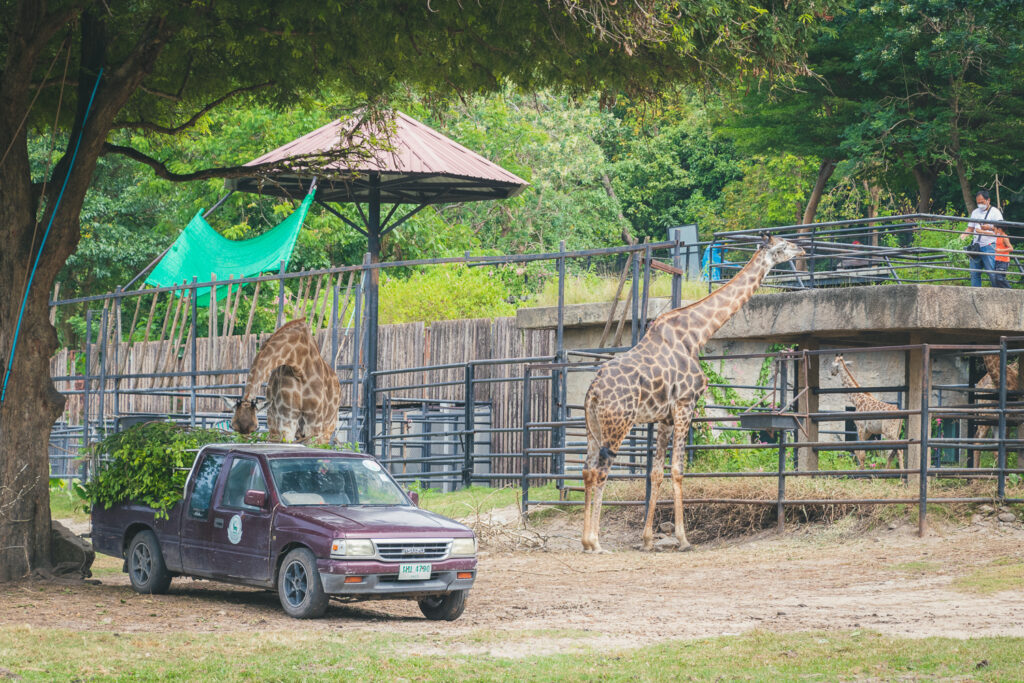 Safari-Khao-Kheow-Giraff