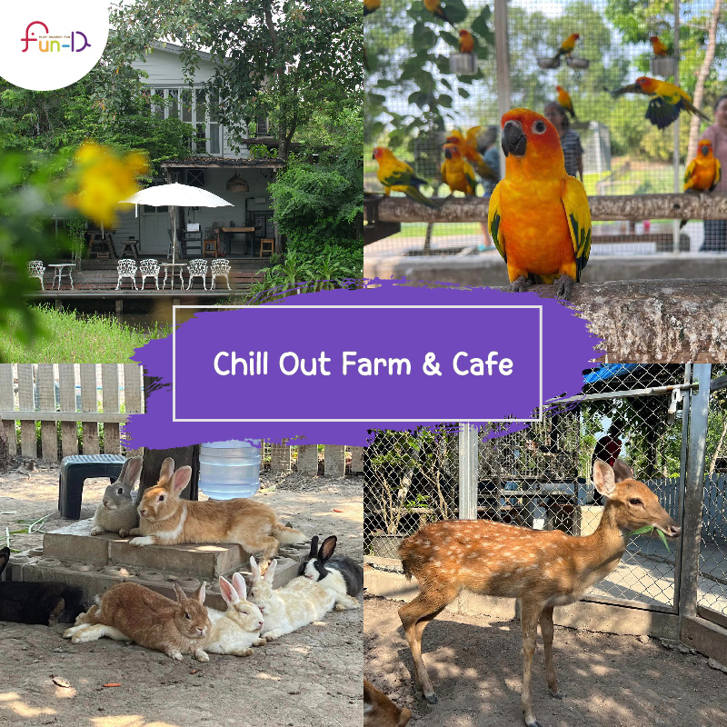 cute animal cafe part 3 Chill Out Farm & Cafe